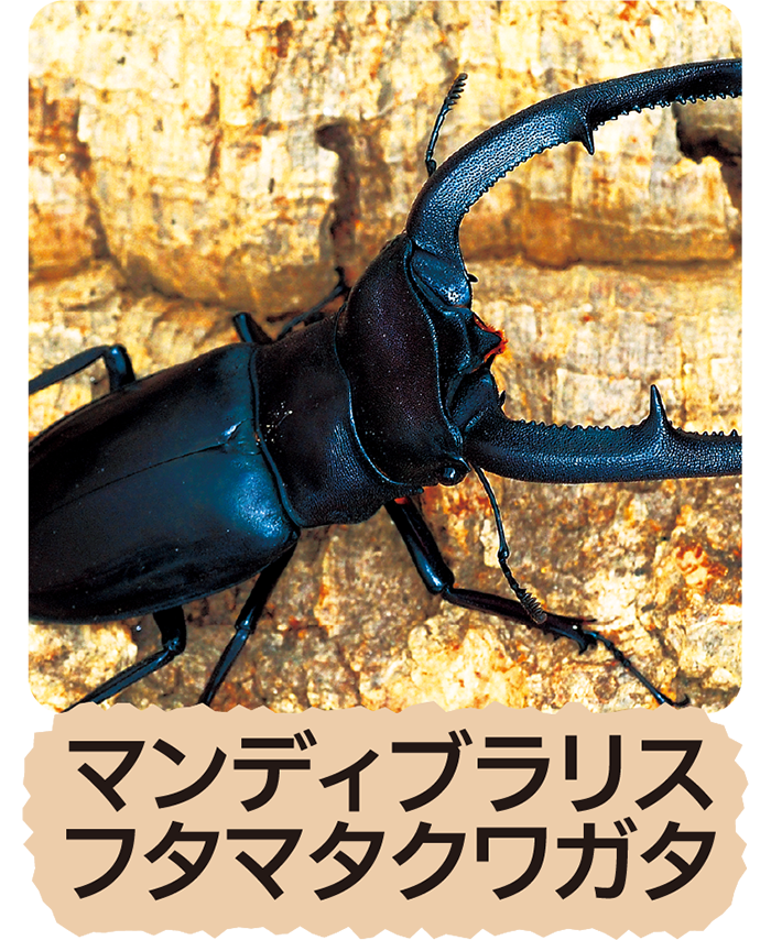 マンディブラリスフタマタクワガタ