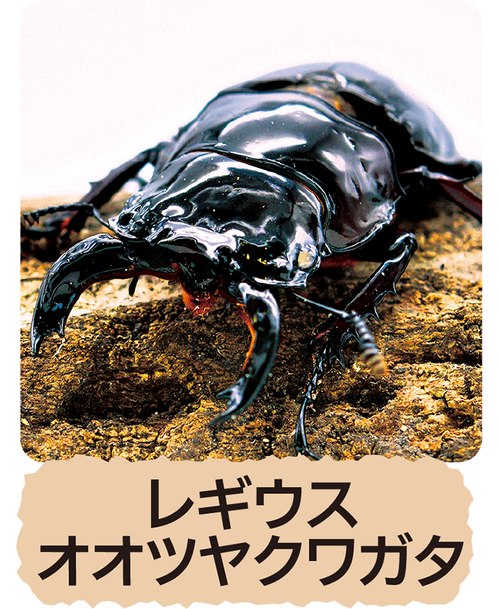 レギウスオオツヤクワガタ