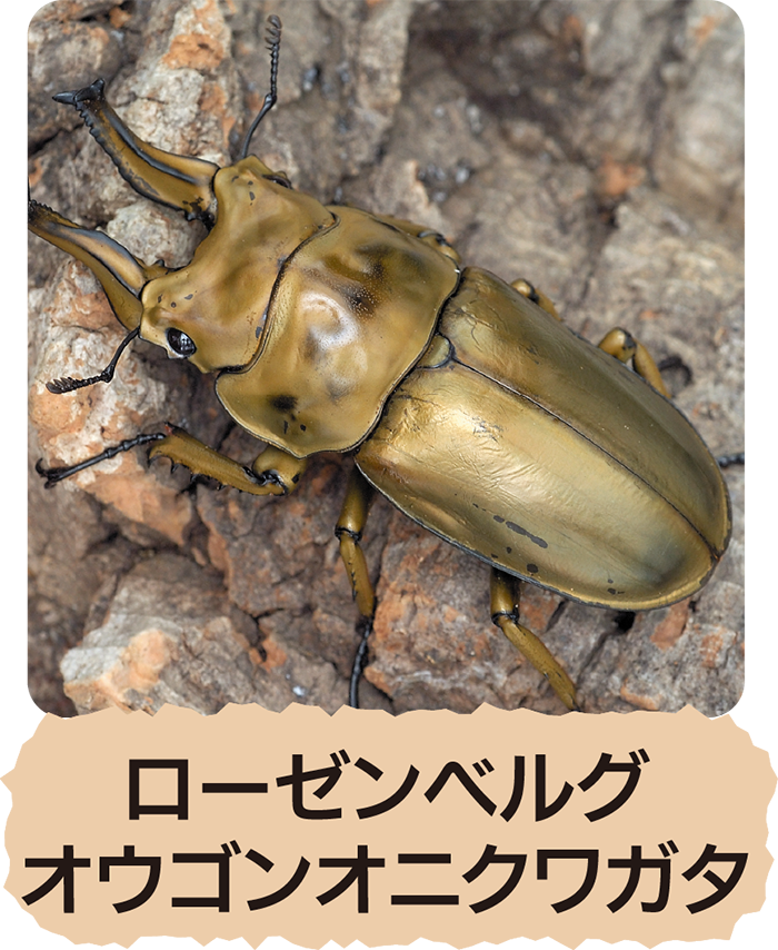 ローゼンベルグオウゴンオニクワガタ