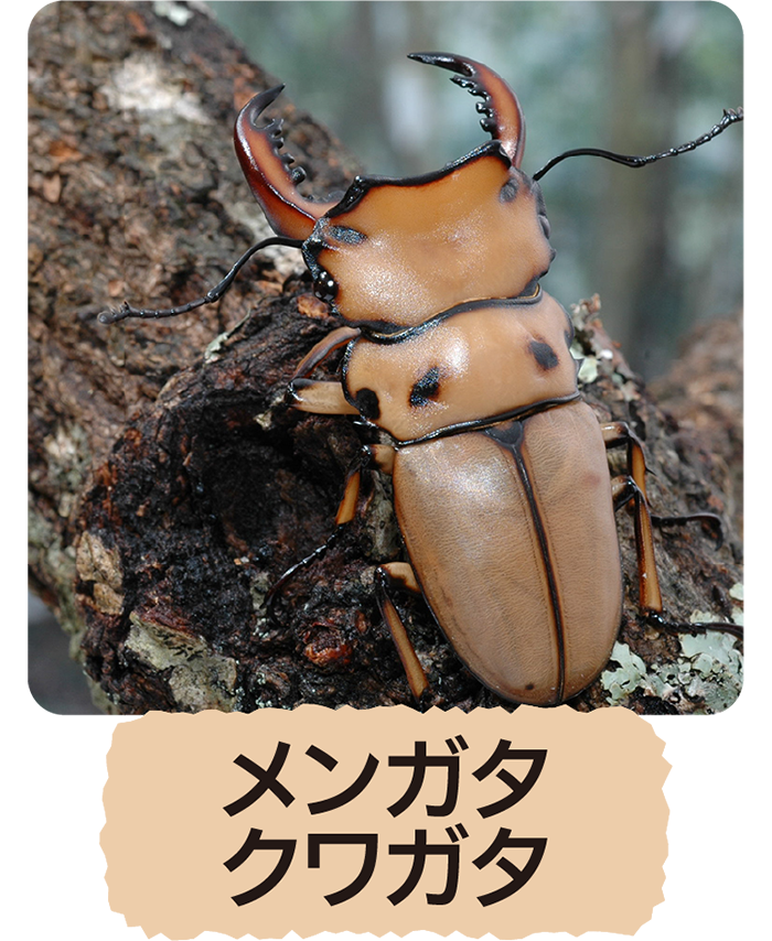 メンガタクワガタ