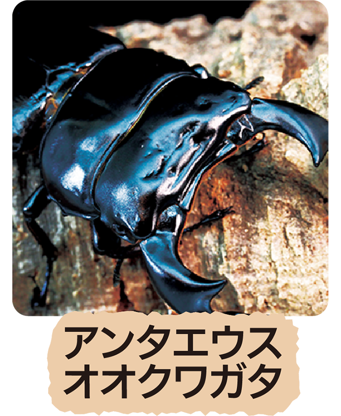 アンタエウスオオクワガタ