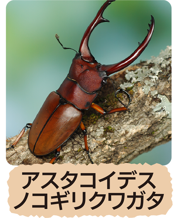 アスタコイデスノコギリクワガタ