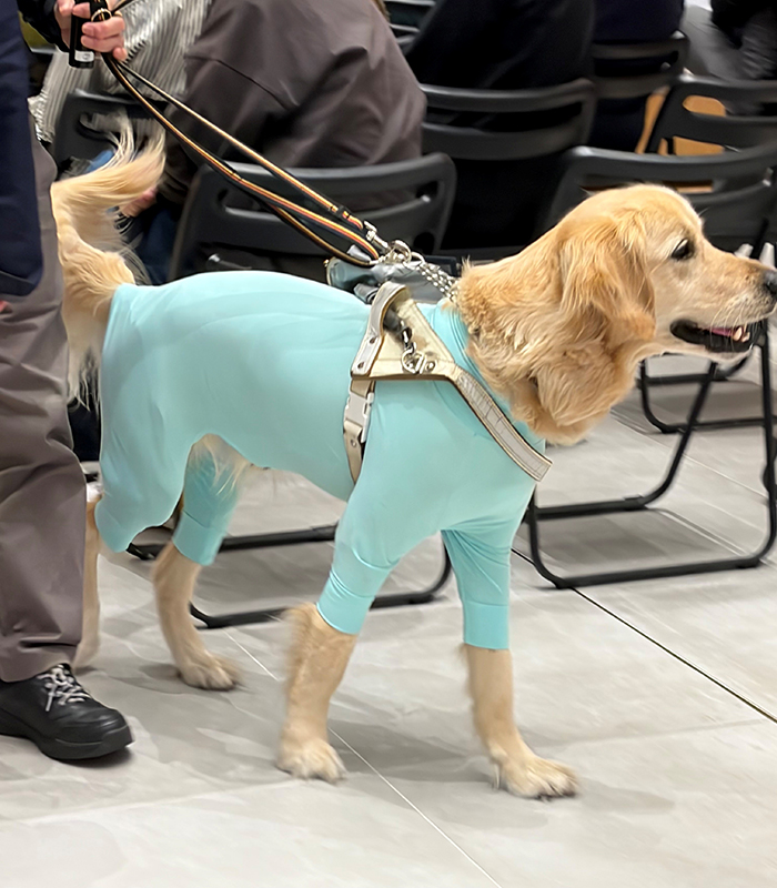落ち着いてお仕事をする盲導犬