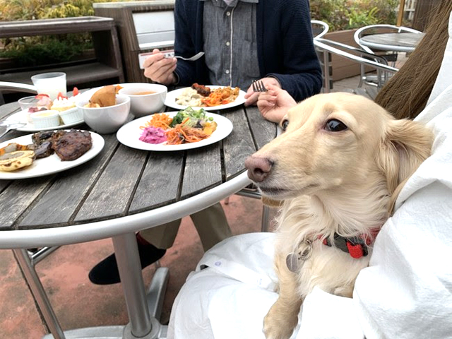 ブッフェ ザ ヴィラ 玉川高島屋s C