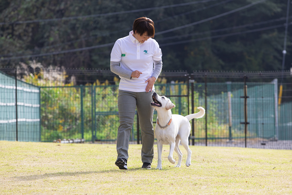 盲導犬の訓練