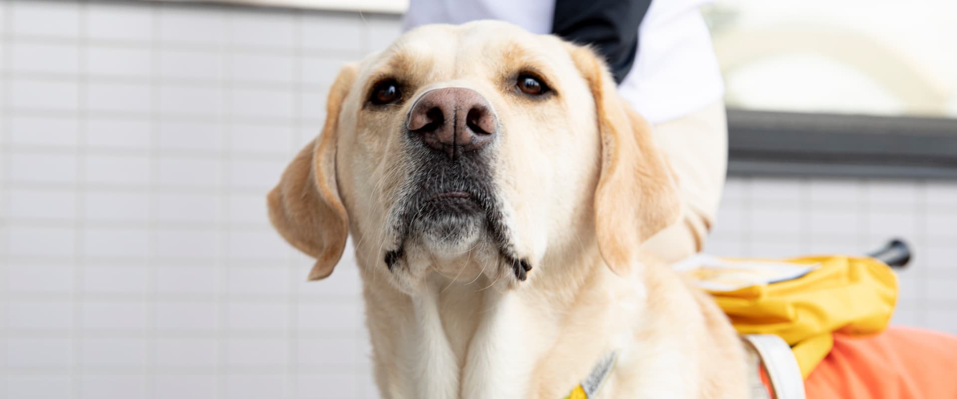 盲導犬