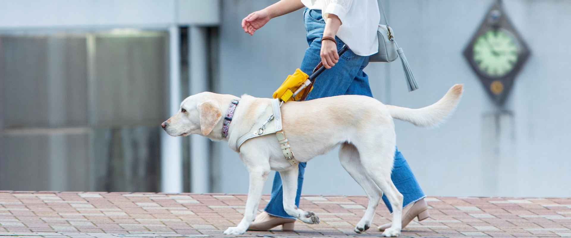 ハーネスを着けて歩く盲導犬
