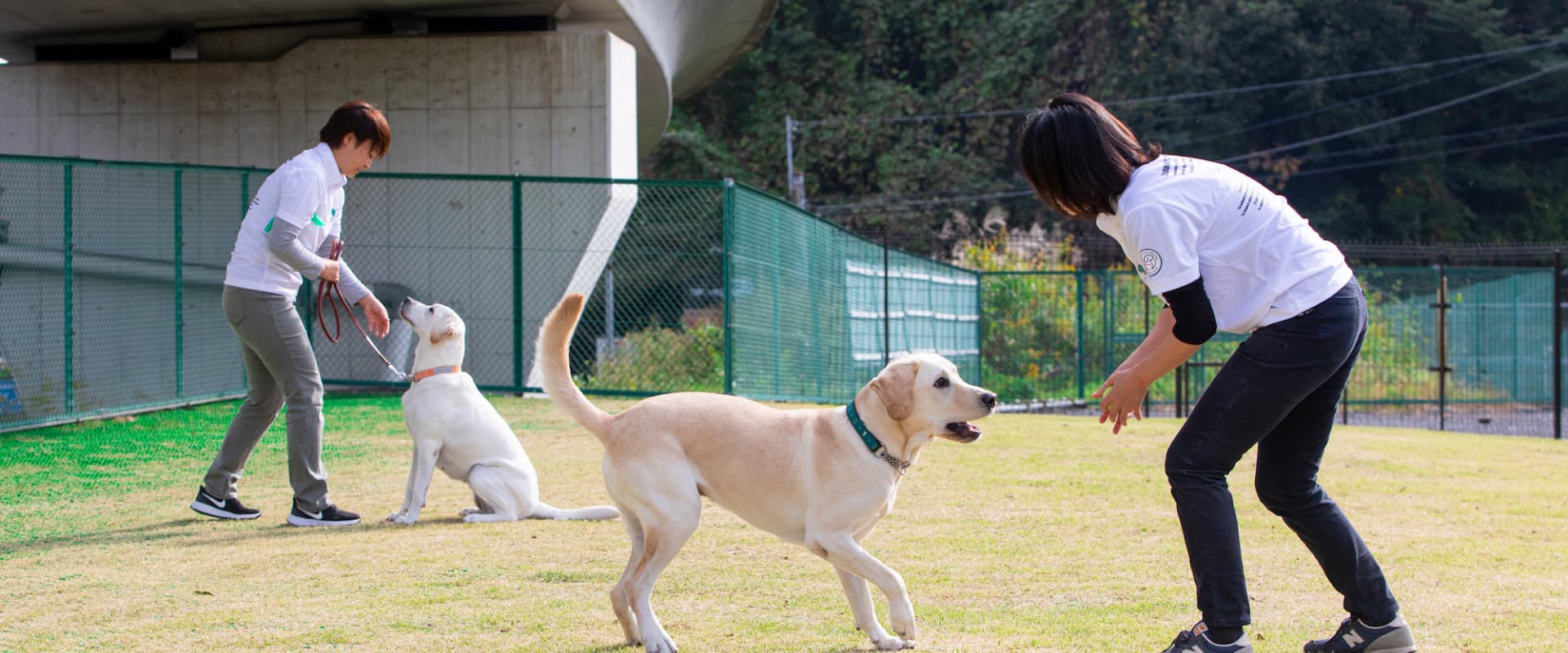 盲導犬の訓練